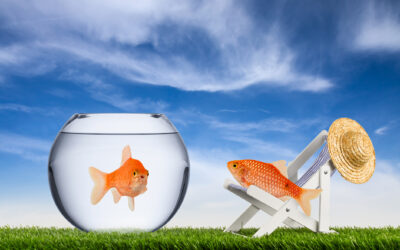 Captive vs. Independent Agents: Understanding the Difference